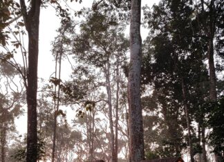 Homestay Lodge Secrets: Discover Unique Stays That Inspire Adventure