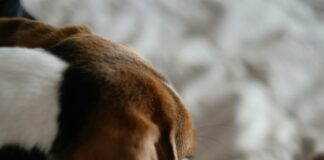 Short Stay Motels: Discover Amazing Comfort and Unbeatable Deals