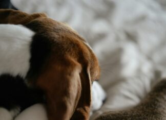 Short Stay Motels: Discover Amazing Comfort and Unbeatable Deals