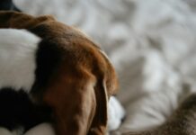 Short Stay Motels Near Me: Discover Affordable Comfort & Convenience