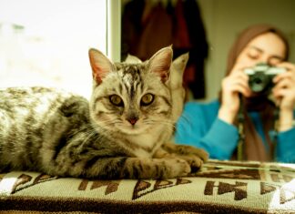 Bad Kitty Photography Reviews: Uncover The Truth Behind The Lens