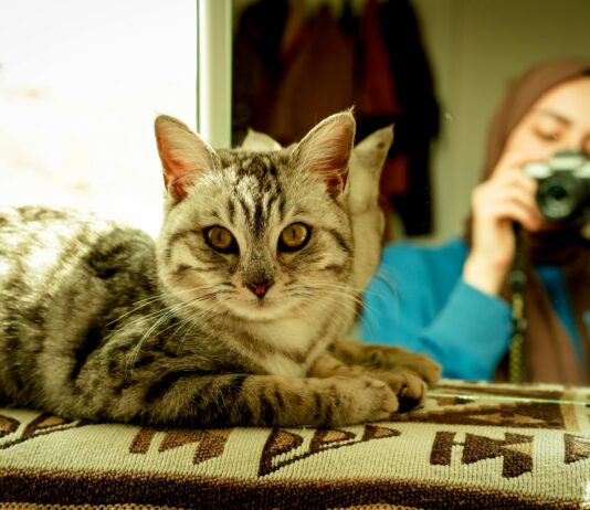 Bad Kitty Photography Reviews: Uncover The Truth Behind The Lens
