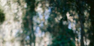 Serene Surroundings: Discover How They Transform Your Peaceful Life