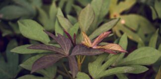 Hotels Close To MSG: Discover The Best Stays Near Madison Square Garden