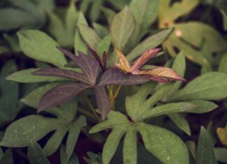 Hotels Close To MSG: Discover The Best Stays Near Madison Square Garden