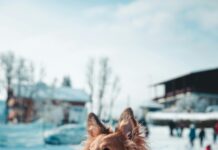 Reviews For Hotels: Discover Insider Tips To Choose Your Perfect Stay