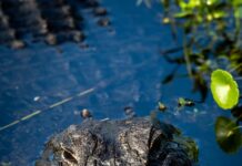 Best Review Examples That Will Boost Your Credibility Instantly