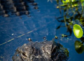 Best Review Examples That Will Boost Your Credibility Instantly